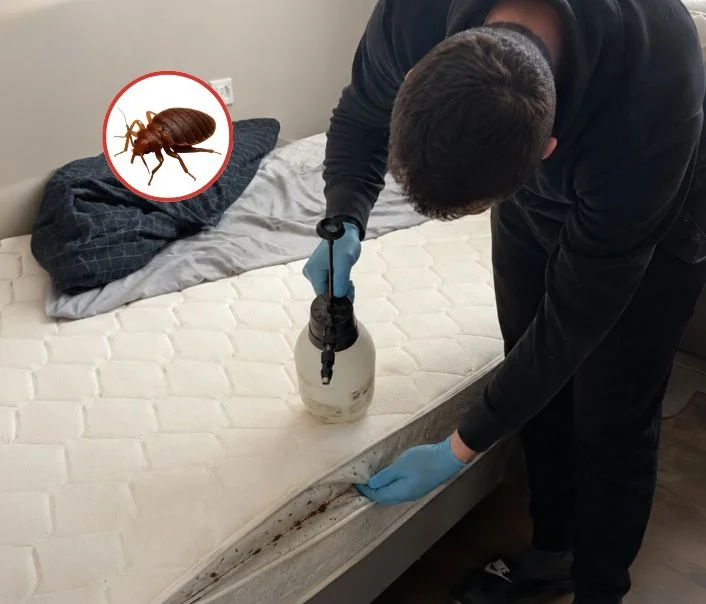 Technicien traitant un matelas contre les punaises de lit à Sagy
